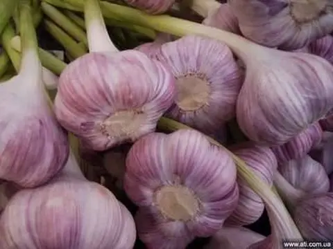 Preparing garlic for storage 