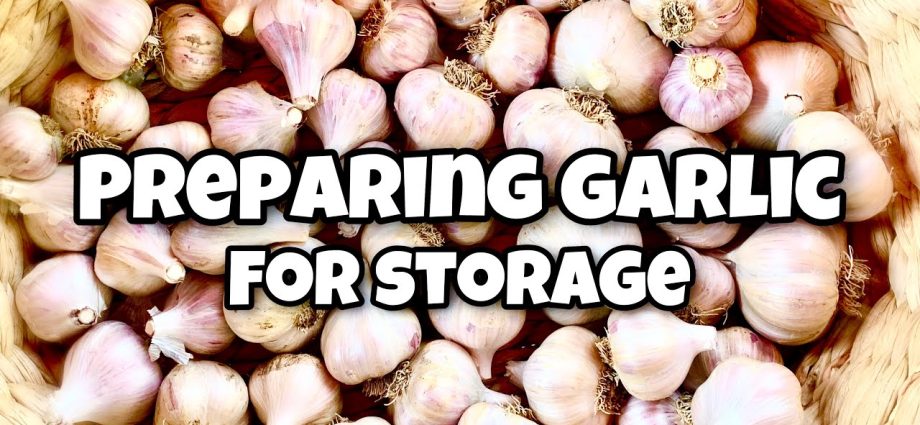 Preparing garlic for storage 