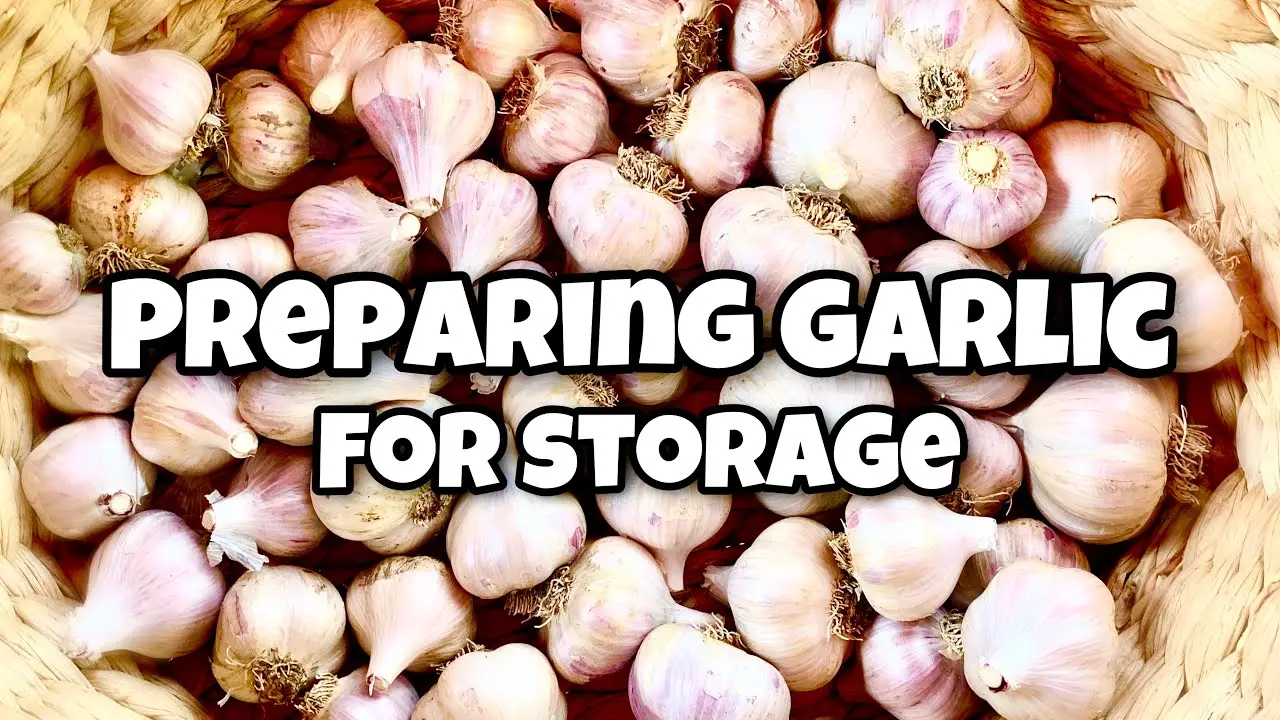 Preparing garlic for storage 