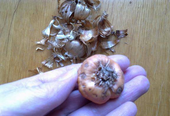 Preparing gladioli for planting in spring