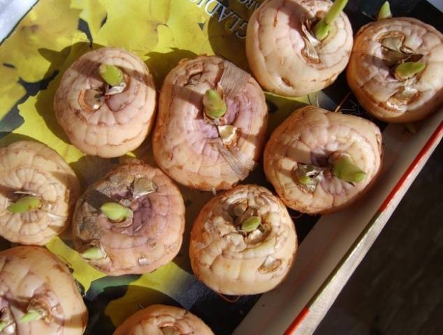 Preparing gladioli for planting in spring