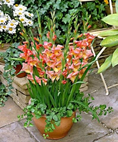 Preparing gladioli for planting in spring