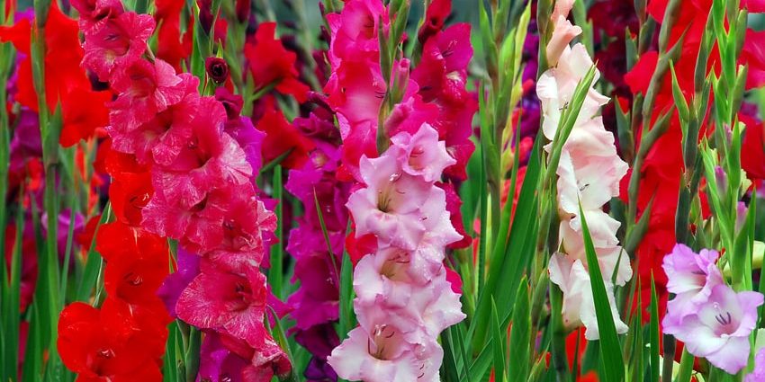 Preparing gladioli for planting in spring