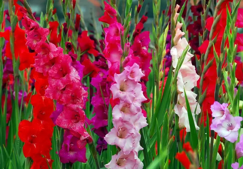 Preparing gladioli for planting in spring