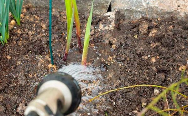 Preparing gladioli for winter: caring for tubers in the fall and how to prepare bulbs for storage in cold weather