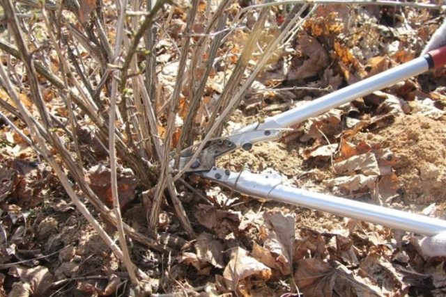 Preparing gooseberries for winter in autumn: pruning and care