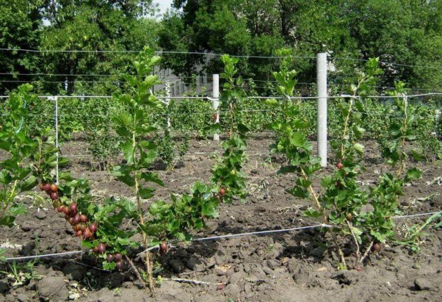 Preparing gooseberries for winter in autumn: pruning and care