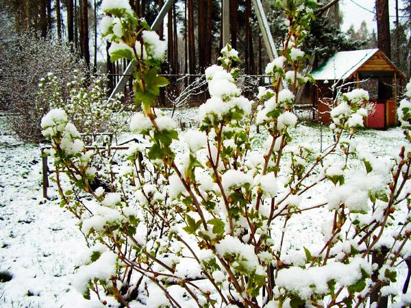 Preparing gooseberries for winter in autumn: pruning and care