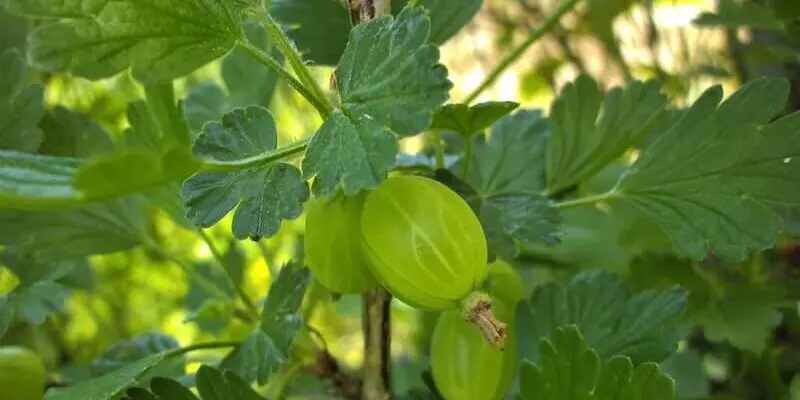 Preparing gooseberries for winter in autumn: pruning and care