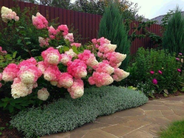 Preparing hydrangeas for winter in the Moscow region: when and how to cover, video