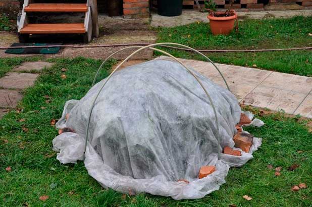 Preparing hydrangeas for winter in the Moscow region: when and how to cover, video