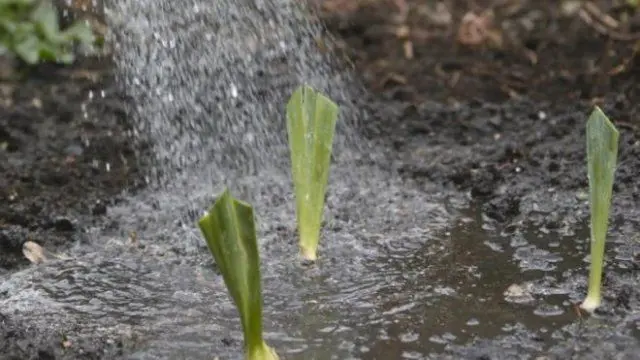 Preparing irises for winter: pruning and sheltering bearded and ordinary varieties in the Leningrad region, Moscow region, in the Urals