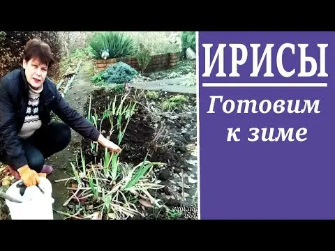 Preparing irises for winter: pruning and sheltering bearded and ordinary varieties in the Leningrad region, Moscow region, in the Urals