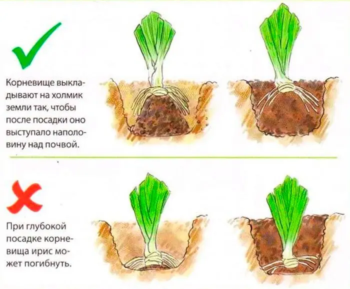 Preparing irises for winter: pruning and sheltering bearded and ordinary varieties in the Leningrad region, Moscow region, in the Urals