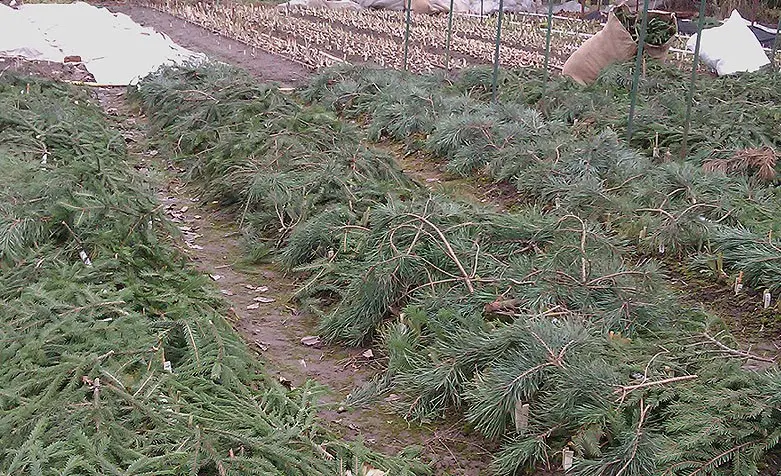 Preparing irises for winter: pruning and sheltering bearded and ordinary varieties in the Leningrad region, Moscow region, in the Urals