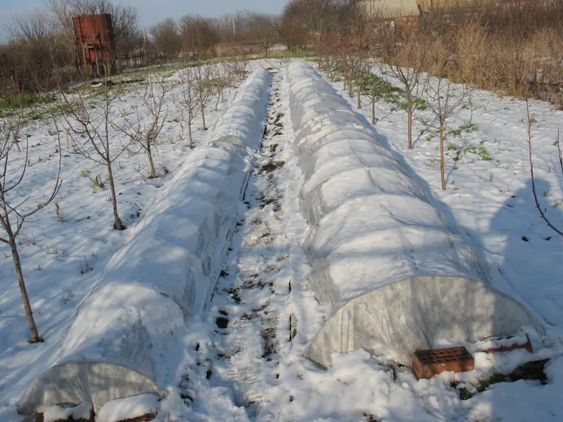 Preparing irises for winter: pruning and sheltering bearded and ordinary varieties in the Leningrad region, Moscow region, in the Urals