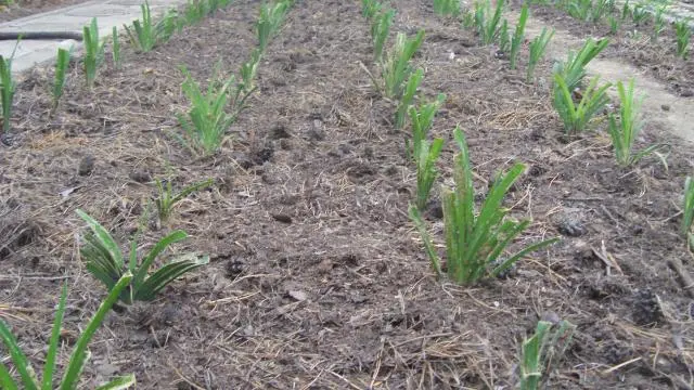 Preparing irises for winter: pruning and sheltering bearded and ordinary varieties in the Leningrad region, Moscow region, in the Urals