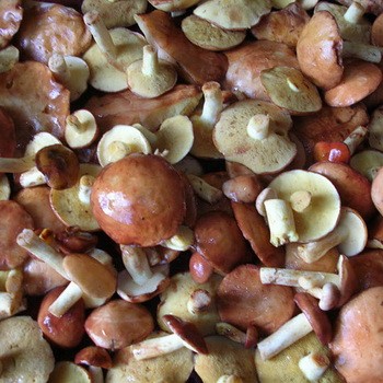 Preparing oil for frying: pre-treatment of mushrooms