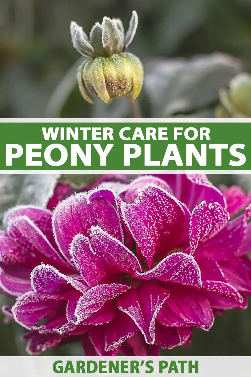 Preparing peonies for winter: caring for flowers in the Urals, in the Moscow region, the middle lane in the fall and how to cover tree varieties