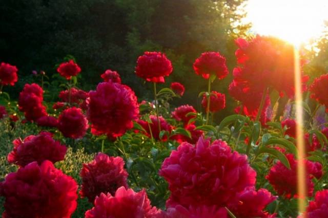 Preparing peonies for winter in autumn