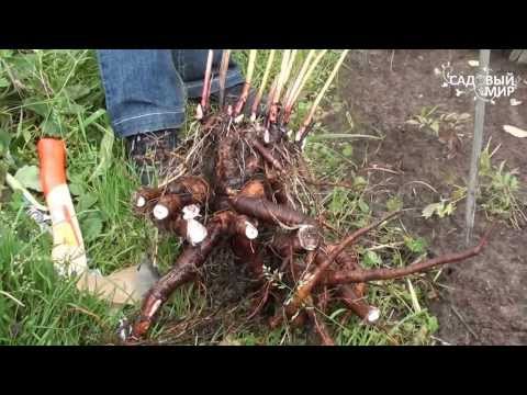 Preparing peonies for winter in autumn