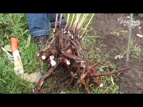 Preparing peonies for winter in autumn