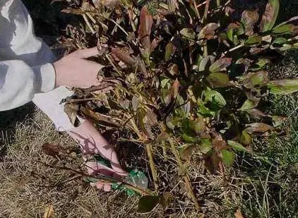 Preparing peonies for winter in autumn