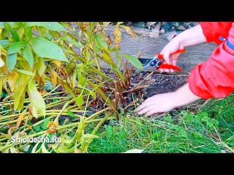 Preparing peonies for winter in autumn