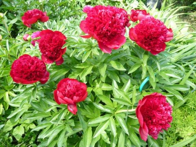 Preparing peonies for winter in autumn