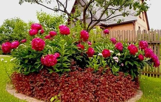 Preparing peonies for winter in autumn