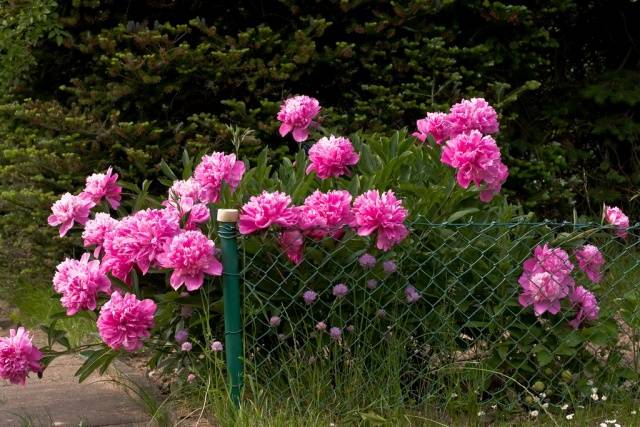 Preparing peonies for winter in autumn