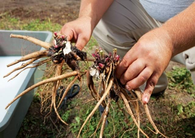 Preparing peonies for winter in autumn