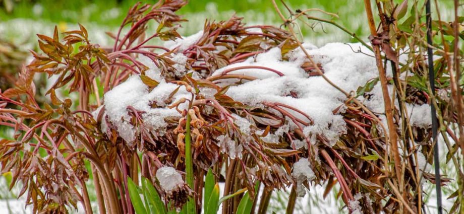 Preparing peonies for winter in autumn