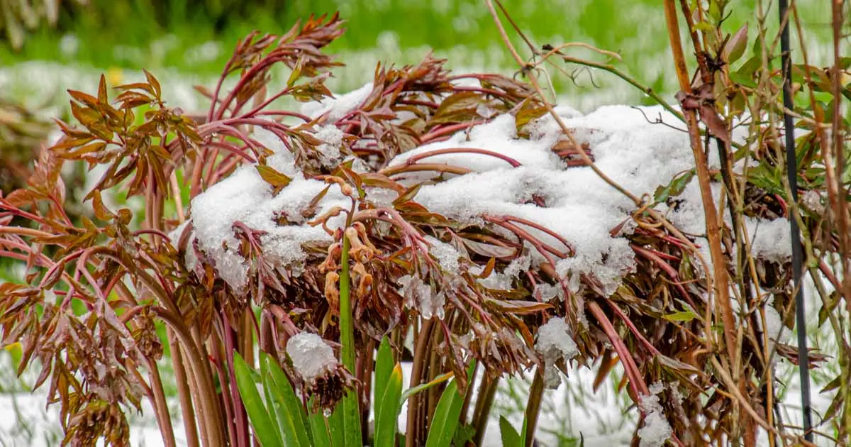 Preparing peonies for winter in autumn