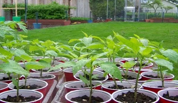 Preparing pepper seeds for sowing or how to get good seedlings