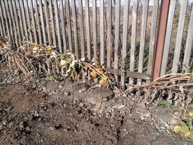 Preparing raspberries for winter in autumn