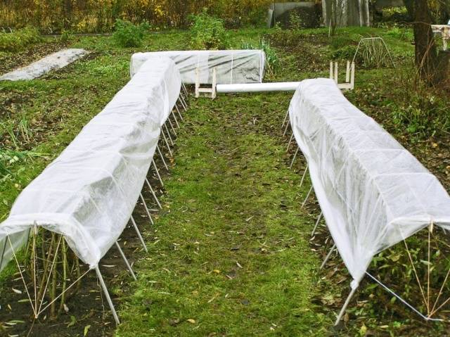 Preparing raspberries for winter in autumn