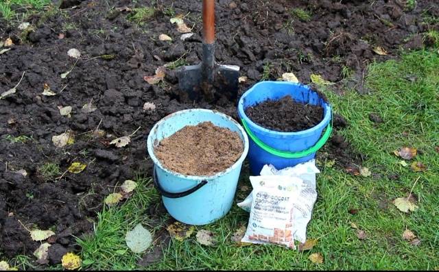 Preparing raspberries for winter in autumn