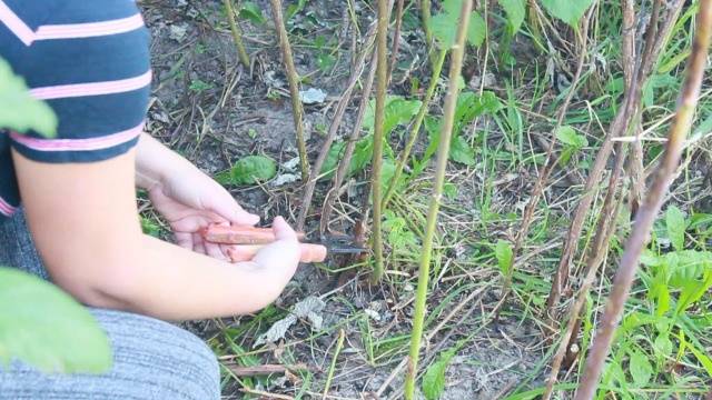 Preparing raspberries for winter in autumn