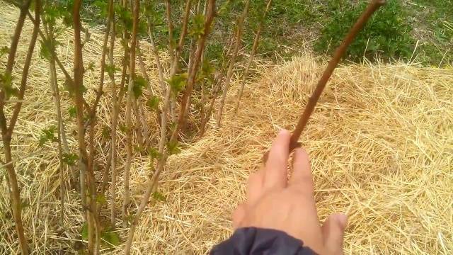 Preparing raspberries for winter in autumn