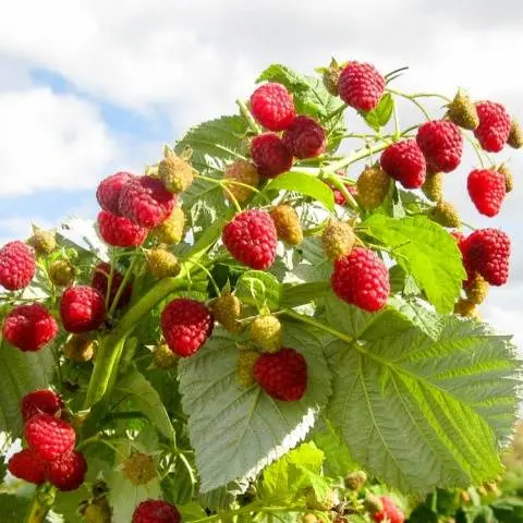 Preparing remontant raspberries for winter