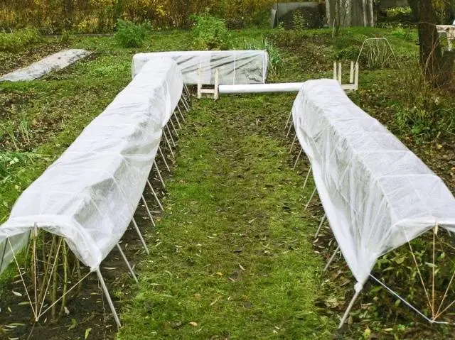 Preparing remontant raspberries for winter