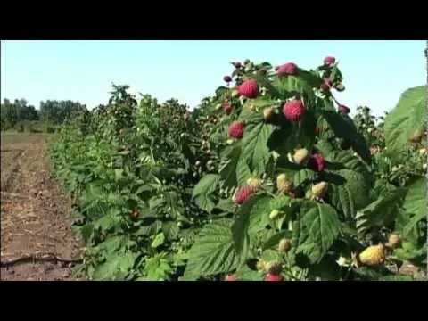 Preparing remontant raspberries for winter