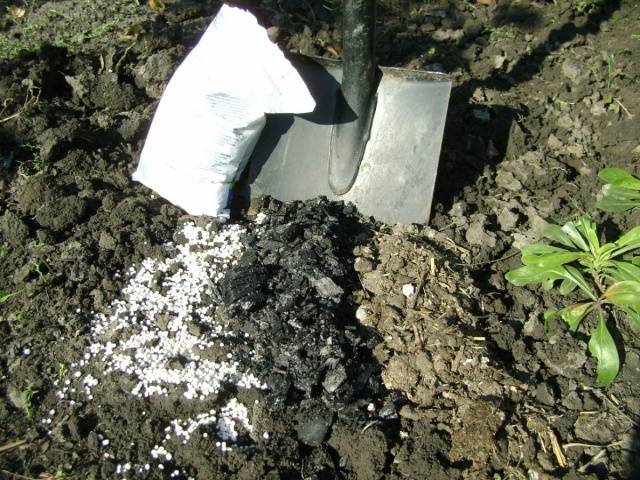 Preparing remontant raspberries for winter