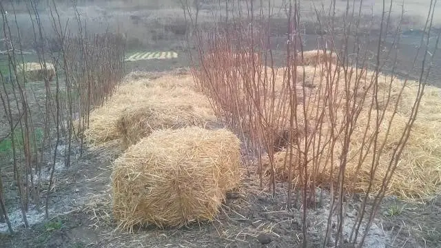 Preparing remontant raspberries for winter