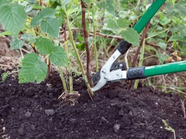 Preparing remontant raspberries for winter