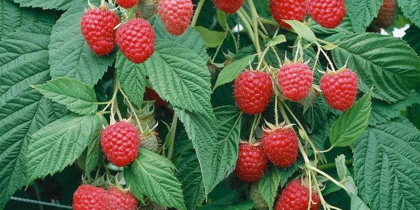 Preparing remontant raspberries for winter