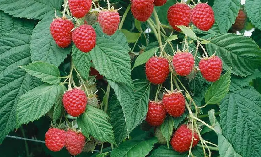 Preparing remontant raspberries for winter