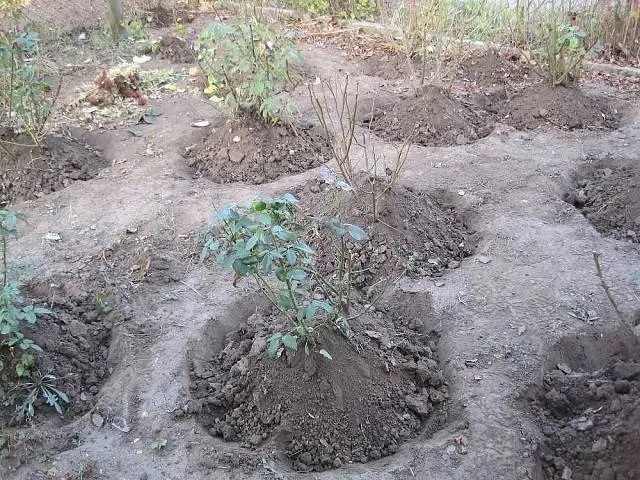 Preparing roses for winter