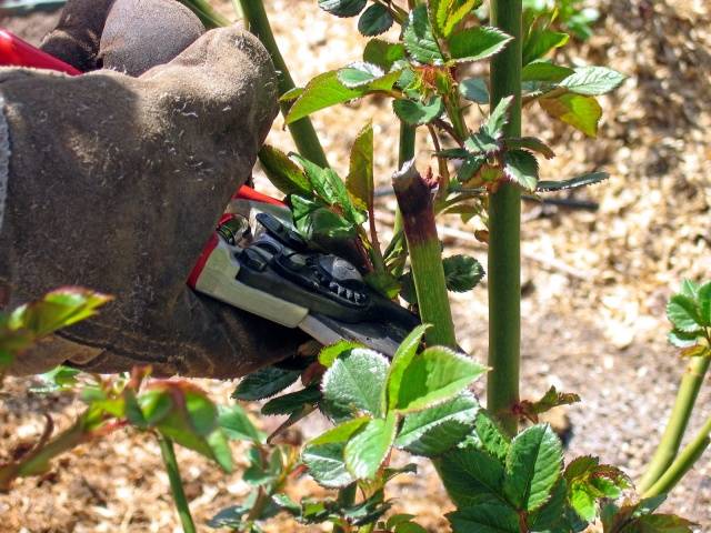 Preparing roses for winter